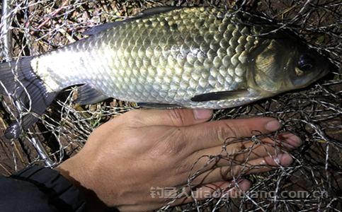 秋冬季节野钓鲫鱼技巧有哪些？