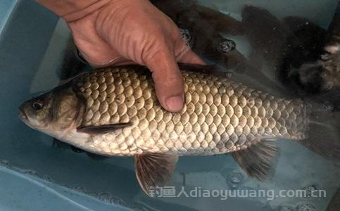 下过雨后钓鱼选择什么时间合适？3个时间段最好钓