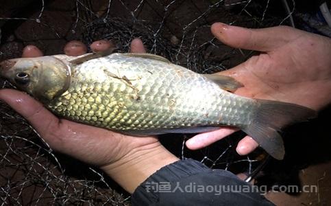 秋冬钓鱼最强辅助饵料是什么？