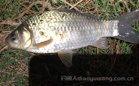 钓鱼饵料有几种味型？大概有10种应合理搭配