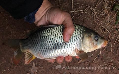 流水钓鱼怎么选漂最好？流水钓鱼怎么调漂？