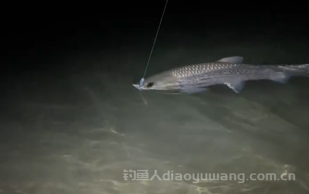 钓草鱼是钓底还是钓浮？细说钓草鱼的最佳时间！