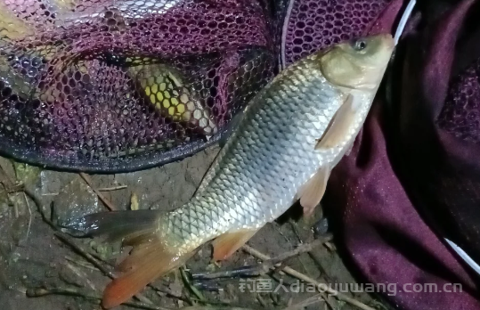 鲤鱼涮口怎么办？短子线竟有这种神奇效果！