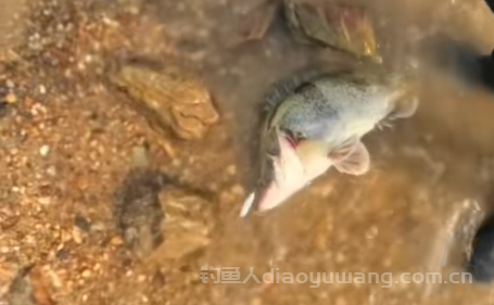 钓鳜鱼用什么硬度的路亚竿?  2