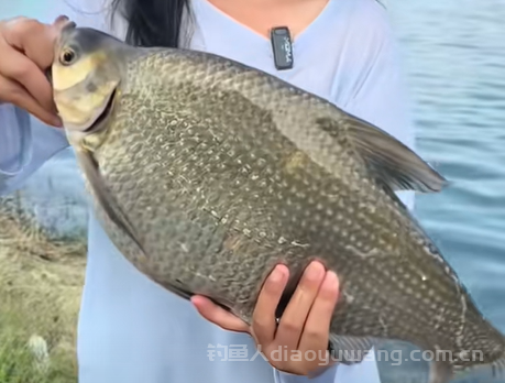 钓武昌鱼钓底还是钓浮？