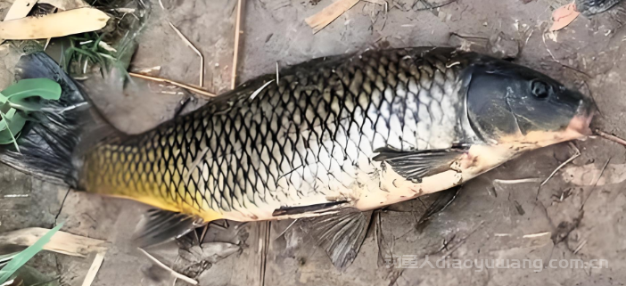 夏钓鲤鱼最佳时间:一天中3个黄金时段揭秘  