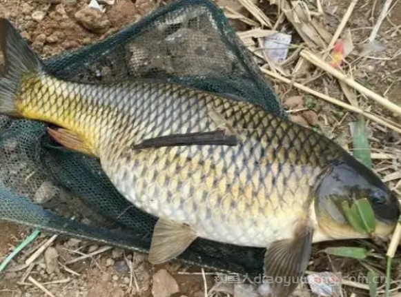 夏季野钓鲤鱼难？鲤鱼挑的是时间段和钓点！2 