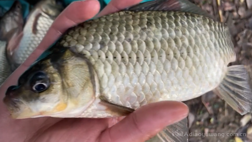 买鲫鱼大的好还是小的好？ 2  