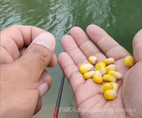 鳊鱼用什么饵料钓比较好？别只会用玉米，这几种东西都很灵  