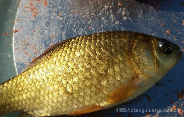 秋季找鱼的3大技巧   
